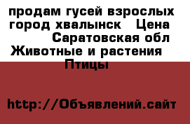 продам гусей взрослых город хвалынск › Цена ­ 1 000 - Саратовская обл. Животные и растения » Птицы   